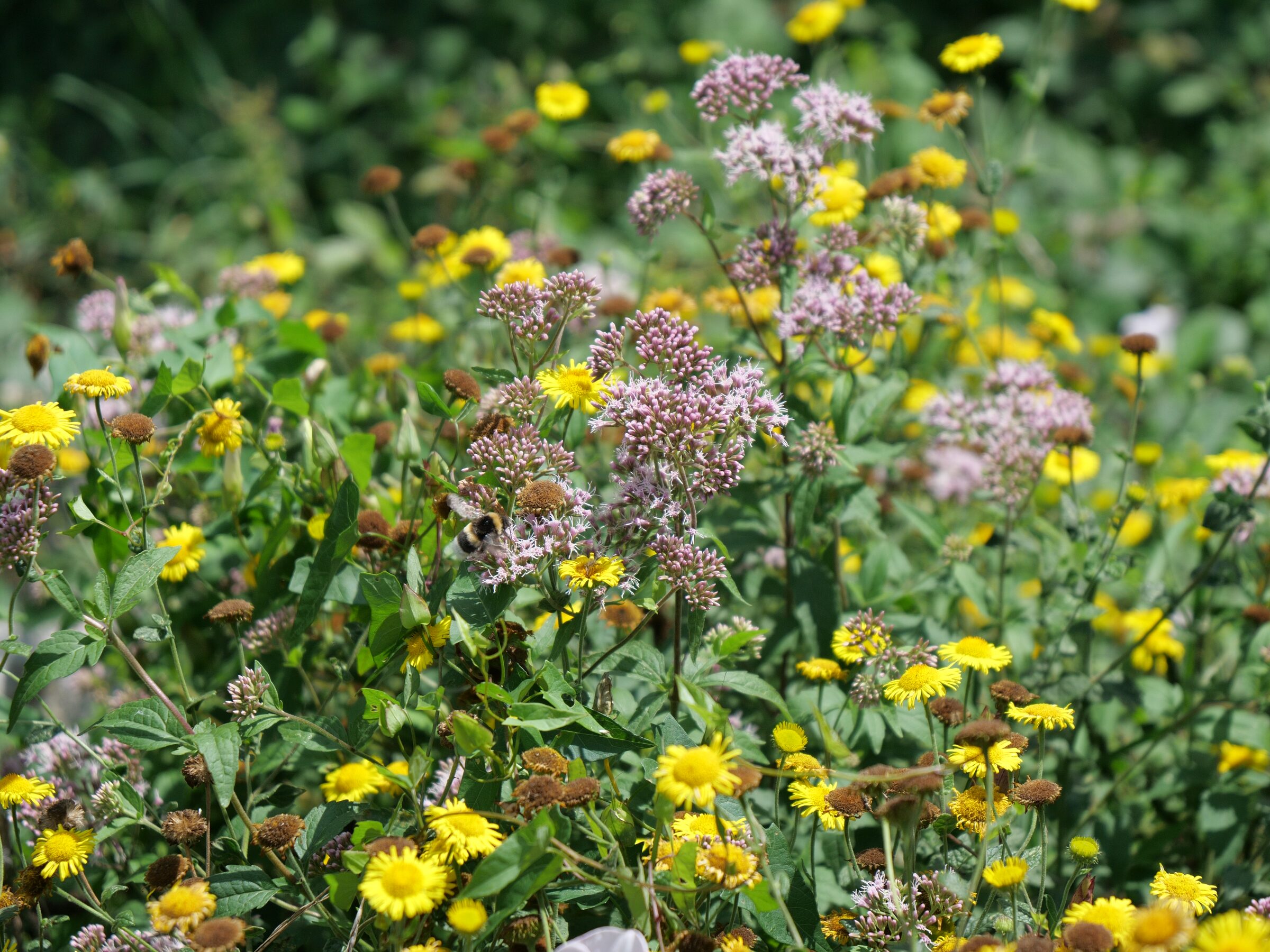 Prairie et fleurs sauvages autour des Granges d'Arguibelle